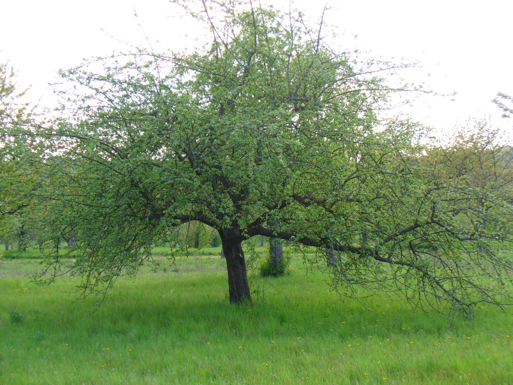 Streuobstbaum - Hebelarm