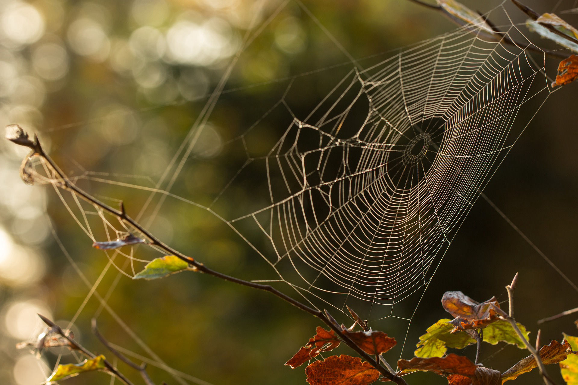 Waldbaden - Spinnennetz