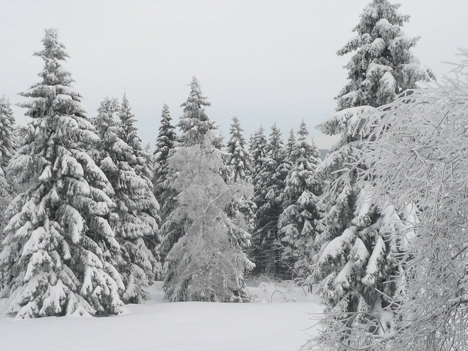 Lyrik erleben im winterlichen Wald